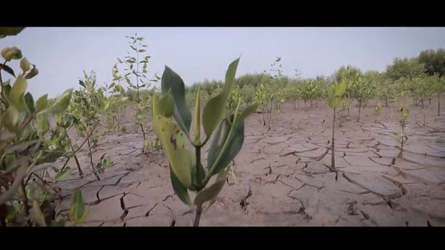 MEMPAWAH MANGROVE FESTIVAL 2018 - #MMF2018 #SaveMangrove смотреть онлайн