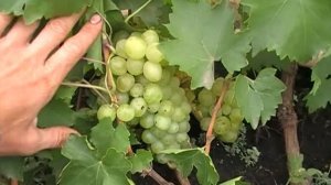 сорт винограда Болгария