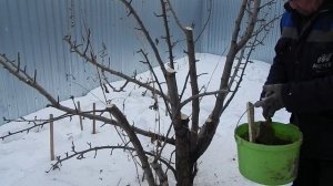 Обрезка по совету в конце февраля