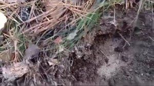 ХВОЙНЫЙ ОПАД. МУЛЬЧА ДЛЯ ГОЛУБИКИ.