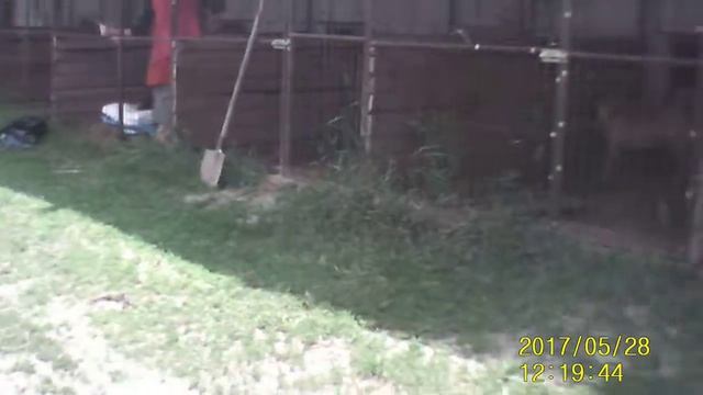 Приют для Животных  Best Friends