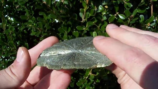 Pyrite Sun Dollar / Sparta, IL смотреть онлайн