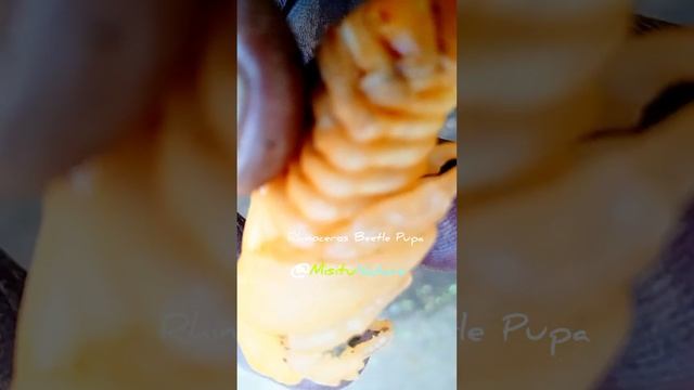 rhinoceros Beetle Pupa @MisituNature смотреть онлайн