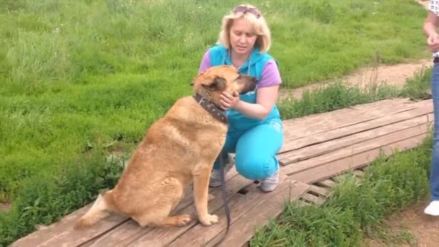 ПОТАП из Шереметьевского приюта смотреть онлайн