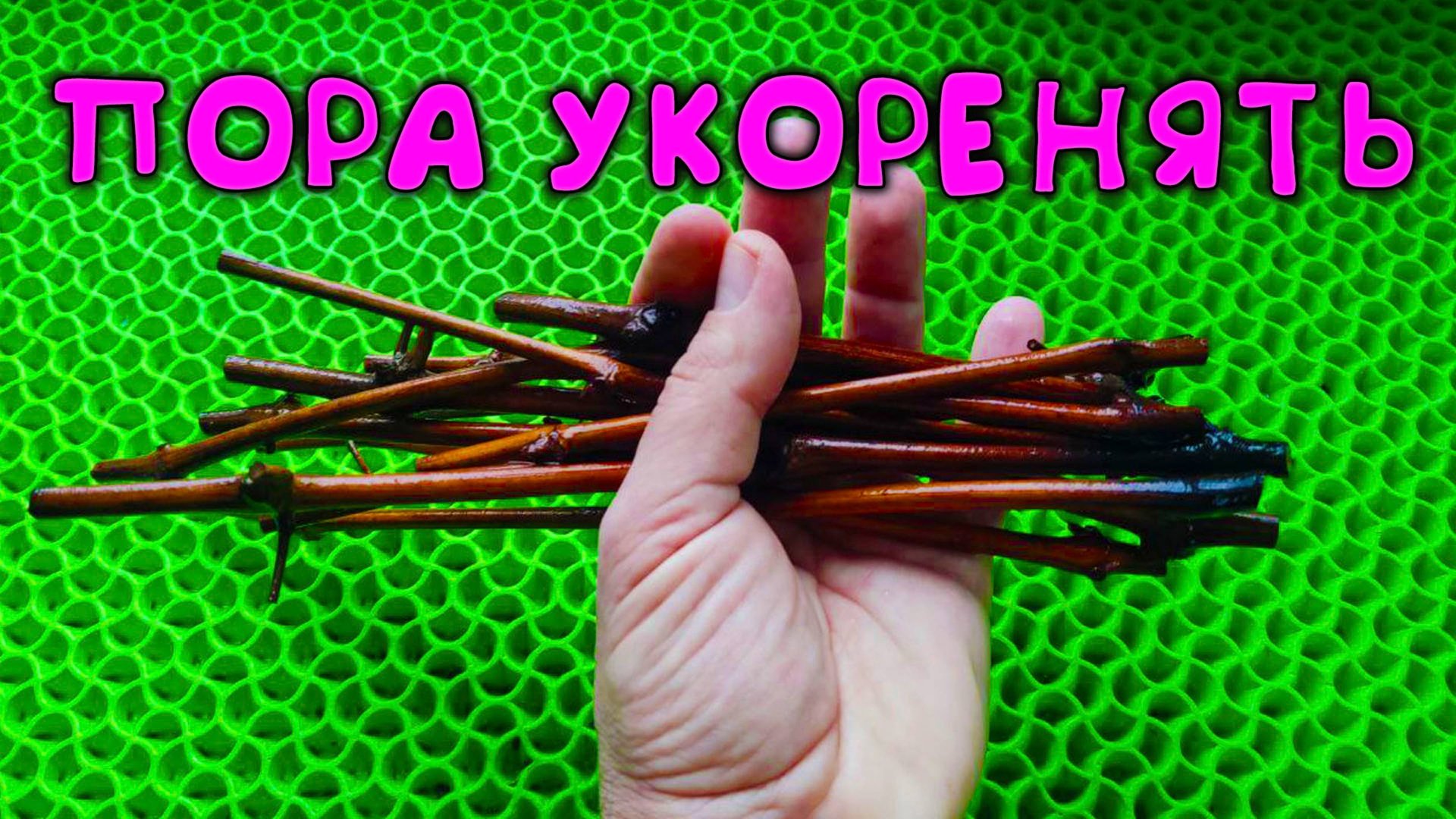 Самый простой способ 😲 укоренить черенки винограда 🍇 результат вас ПОРАЗИТ 😱 смотреть онлайн