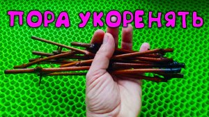 Самый простой способ 😲 укоренить черенки винограда 🍇 результат вас ПОРАЗИТ 😱
