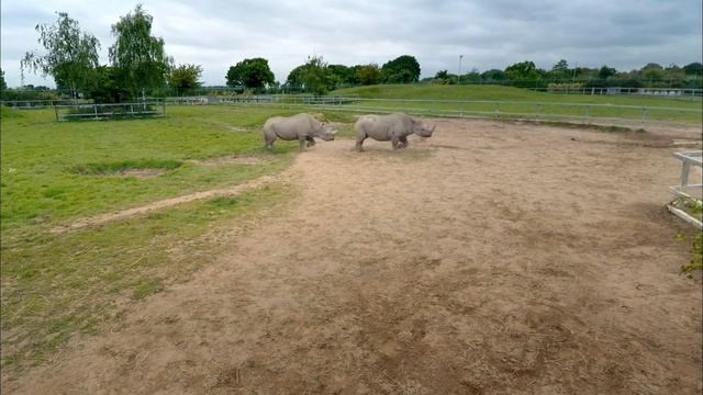 Last Chance for Elderly Black Rhino to Mate | The Secret Life of the Zoo | Nature BitesNature смотреть онлайн