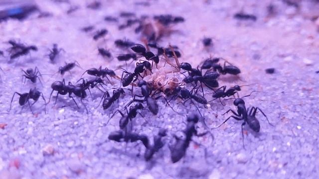 Camponotus Japonicus Close Up   Ant Life# 4K 60fps