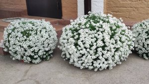 Как Вырастить Роскошный Алиссум Snow Princess.  Содержание алиссума зимой. Как формировать куст.