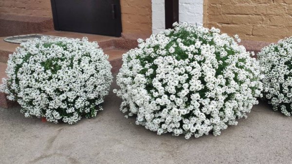 Как Вырастить Роскошный Алиссум Snow Princess.  Содержание алиссума зимой. Как формировать куст.