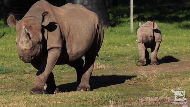 Black Rhino Calf is Four Months Old at Taronga Western Plains Zoo смотреть онлайн
