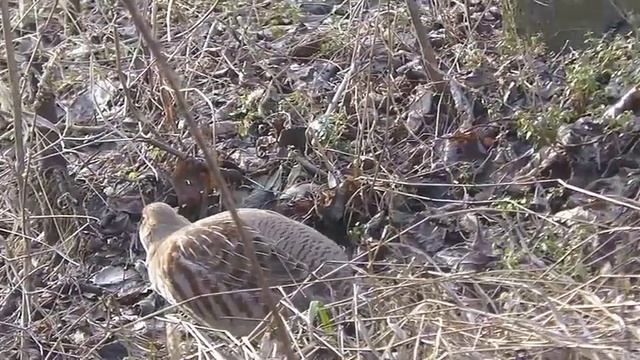 Серая куропатка смотреть онлайн