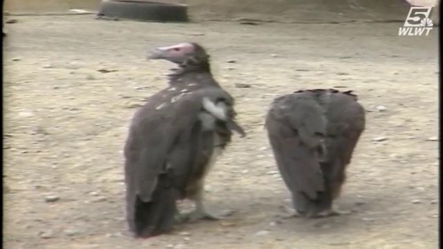 Archives: Endangered African Black Rhinoceros at Cincinnati Zoo смотреть онлайн