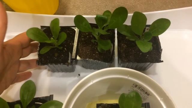 Остеоспермум 10.03.18 Перевалка остеосперермума