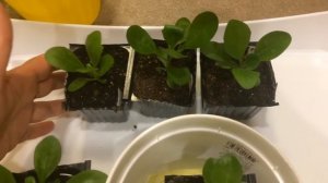 Остеоспермум 10.03.18 Перевалка остеосперермума