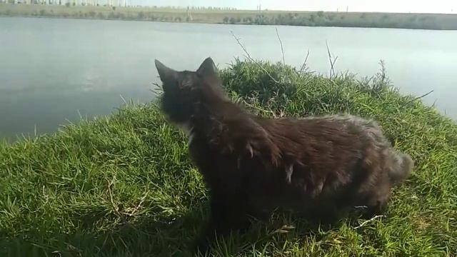 Финик боятся воды,Finik is afraid of water смотреть онлайн