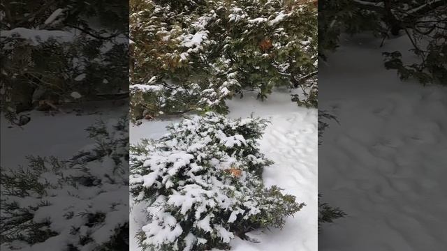 Пришла настоящая зима в Краснодар и не думает уходить. смотреть онлайн