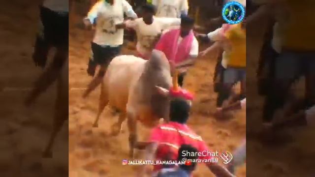 мαѕѕ 😈  ʝαℓℓιкαттυ 😘ωнαт'ѕ αρρ 😍 ѕтαтυѕ