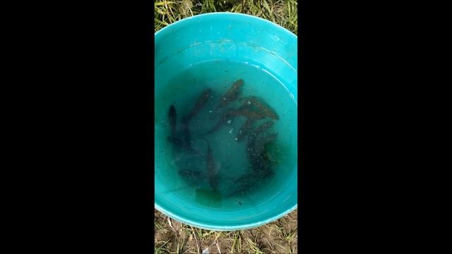 Ловим карасей в карьере и выпускаем в наш пруд