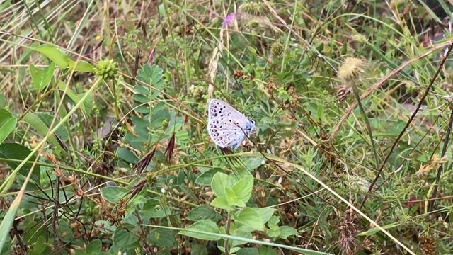 エッシャーズウスルリシジミPolyommatus escheri (Escher's Blue) 2024/06/25 Rimplas France смотреть онлайн