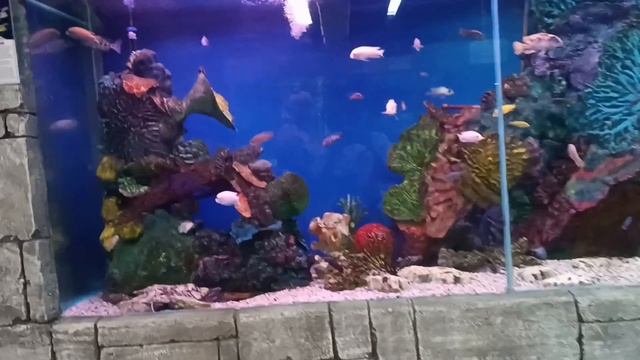 гуляю по океанариуму и пингвинариуму видео с Сочи (Лазаревское)