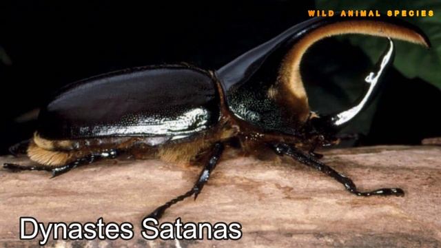 All Hercules Beetle Species/All Dynastes Species / Types Of Hercules Beetle