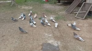 01.05.21 серпастые голуби Кудинова Николая, Красноармейское т.89277657013