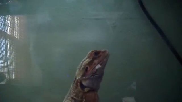 Rebel Eats Banana (Bearded Dragon) смотреть онлайн