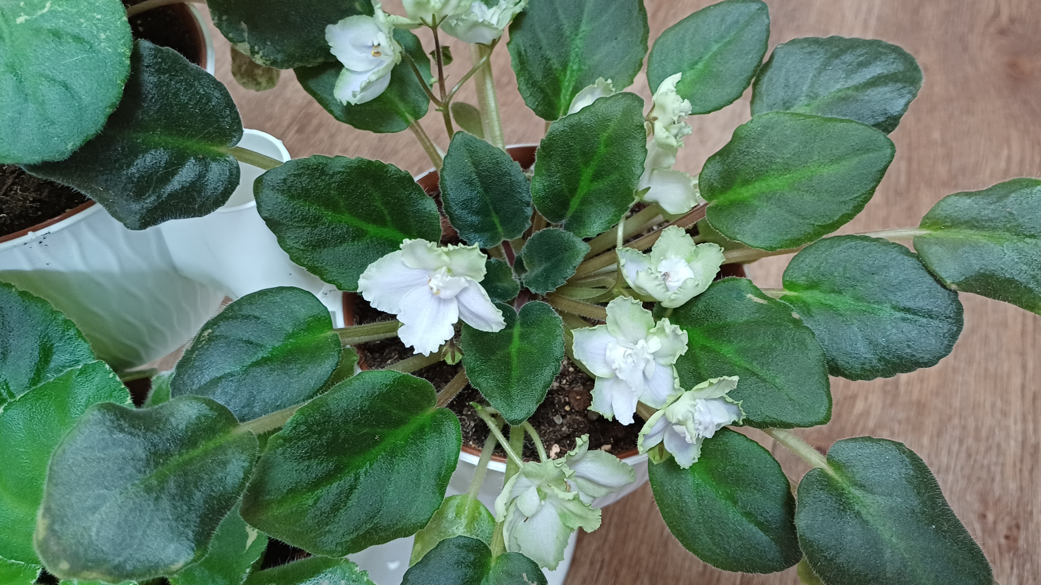 Дела цветочные🌿☀️💕 смотреть онлайн