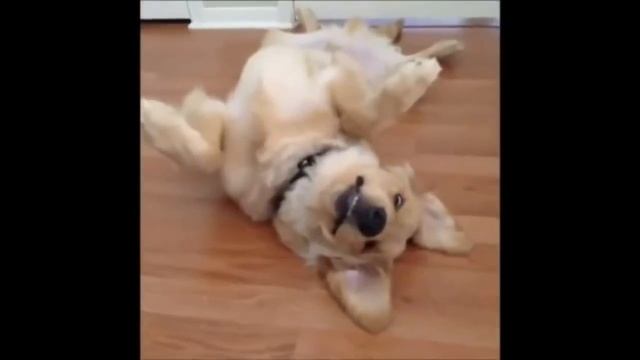 Funny animals part 3 /// Прикольные животные часть 3 смотреть онлайн