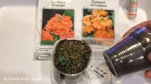 Кроссандра 08.12.18 Всходы кроссандры из семян