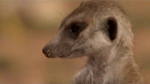 Поместье сурикат 4 сезон 9 серия «Наследники поместья» (документальный сериал, 2005)