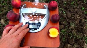 Персик Шугар Тайм (Сахарное Время). Видеообзор. Сортоман Сад. Отзывы