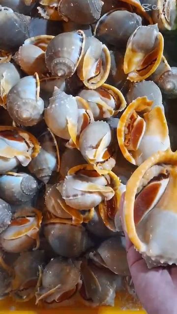 ốc Tỏi, ốc Hương, ốc Mỡ, Sò Dương, Sò điệp