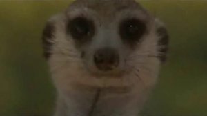 Поместье сурикат 4 сезон 7 серия «Телохранитель» (документальный сериал, 2005)