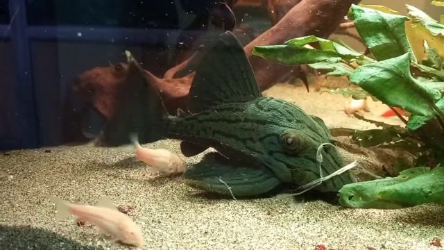 El chico de los peces ..... Panaque nigrolineatus смотреть онлайн