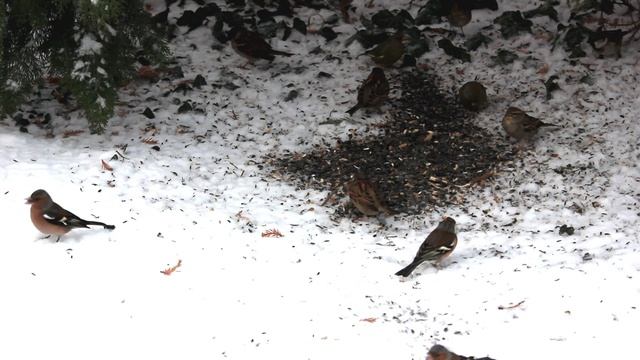 Зяблики и воробьи смотреть онлайн
