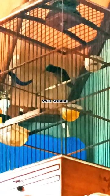 Yang Lagi Naik Daun, KONIN #shorts