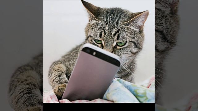 кото фон 5 смотреть онлайн