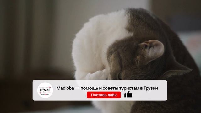 🐕 Какой груминг выбрать для вашего питомца?