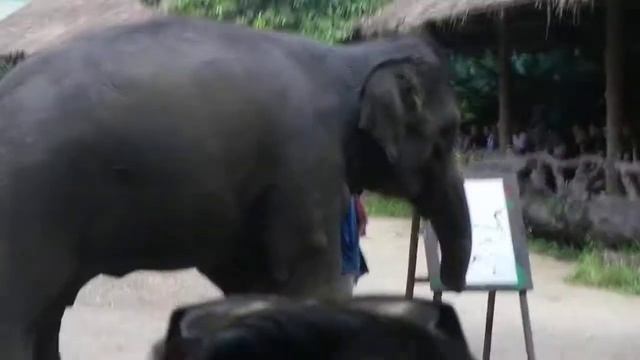 Hong the famous painting elephant смотреть онлайн