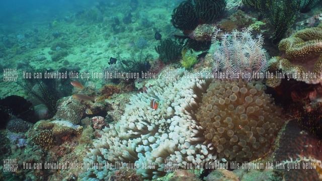 Clownfish Anemonefish in actinia. смотреть онлайн