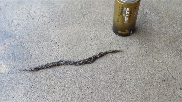 R01 クロバネキノコバエ 幼虫の集団移動 20190620