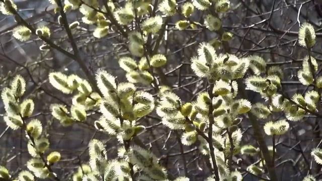 Кошечка Пятнашка смотреть онлайн