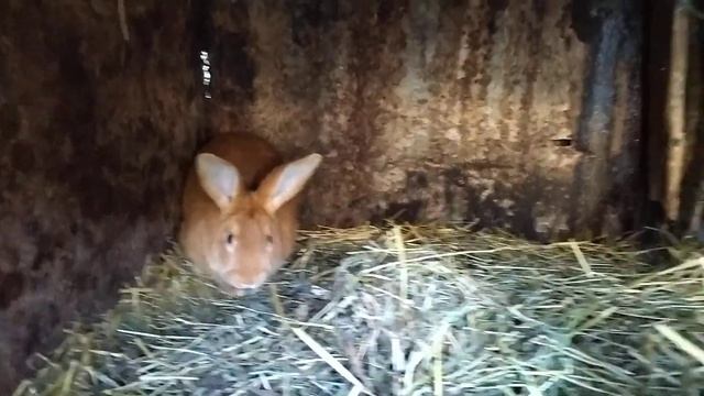 бургундия кролики Безгуба Олега смотреть онлайн