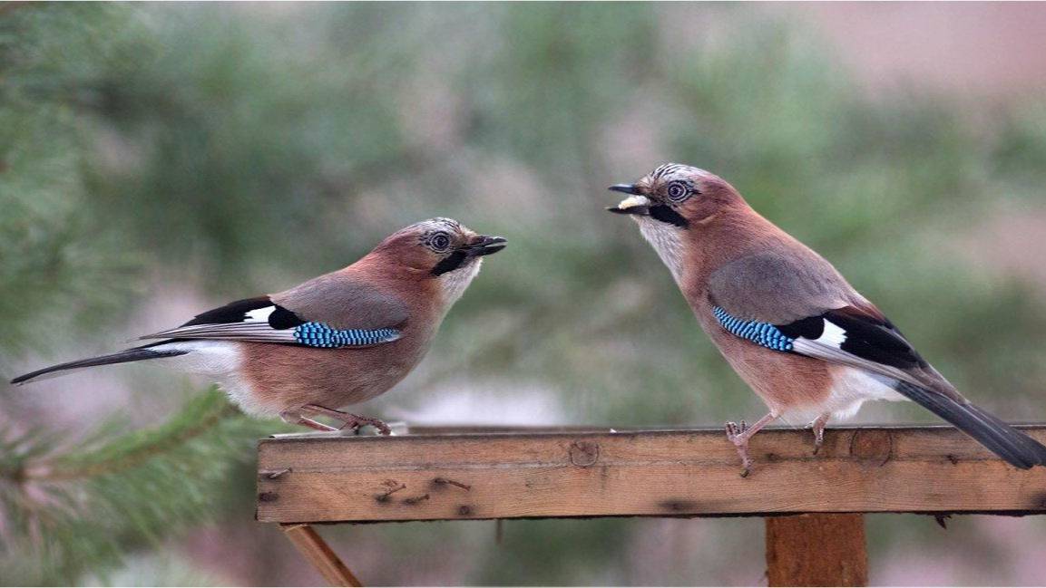 КАК ОПРЕДЕЛИТЬ ПОЛ СОЙКИ, ВОЗМОЖНО ЛИ ЭТО НА ПЕРВЫЙ ВЗГЛЯД смотреть онлайн
