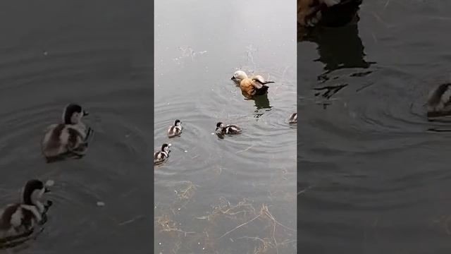 Утята с маленького пруда)) на камеру не ныряют))