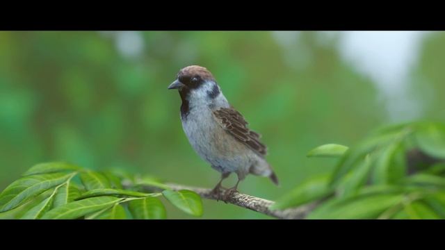 Sparrow Animation | Blender смотреть онлайн