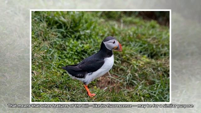 It Turns Out Puffins Have Fluorescent Beaks That Glow Under UV Light[DIE NEWS] смотреть онлайн