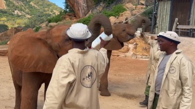Graduation Day for Orphan Elephants Mayan and Vaarti | Sheldrick Trust смотреть онлайн